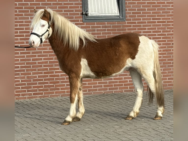 Gotland-Pony Hengst 6 Jahre 128 cm Schecke in Zieuwent