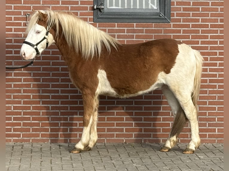 Gotland Pony Stallion 6 years 12,2 hh Pinto in Zieuwent