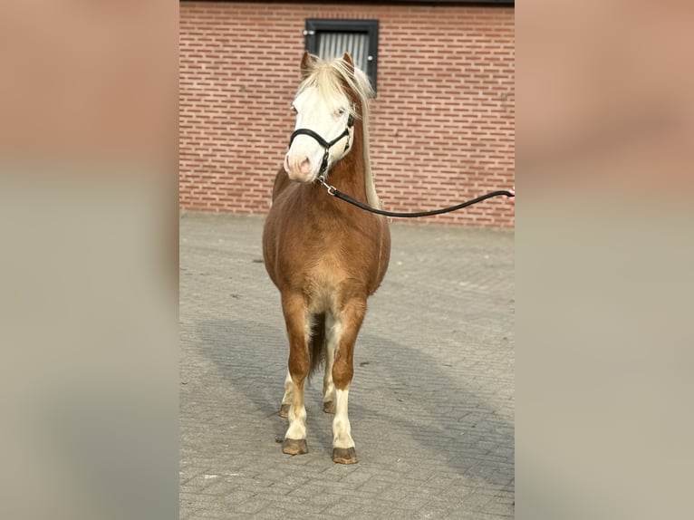 Gotland Pony Stallion 6 years 12,2 hh Pinto in Zieuwent