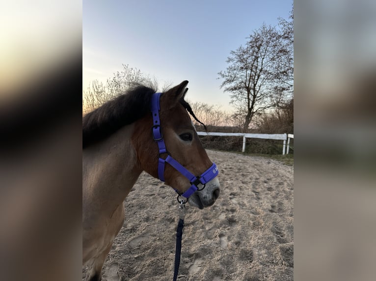 Gotland-Pony Wallach 10 Jahre 125 cm Falbe in Norden