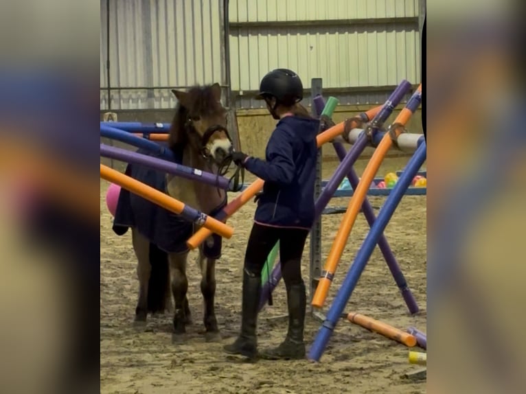 Gotland-Pony Wallach 10 Jahre 125 cm Falbe in Norden