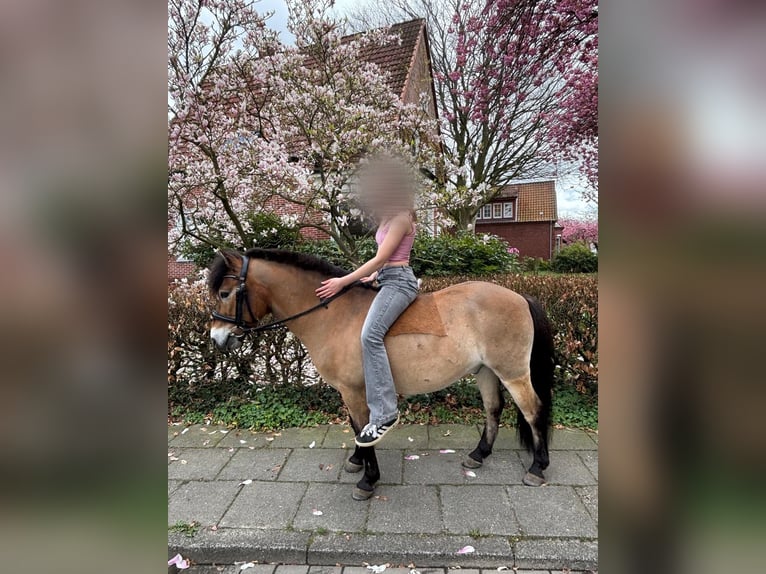 Gotland-Pony Wallach 10 Jahre 125 cm Falbe in Norden