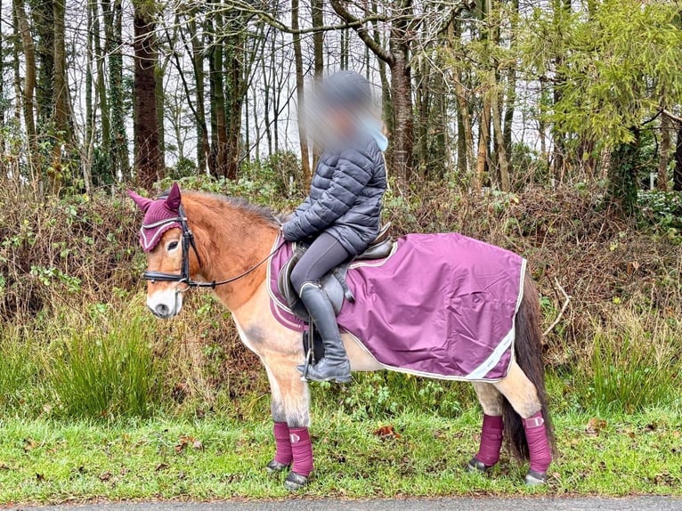 Gotland-Pony Wallach 10 Jahre 125 cm Falbe in Norden