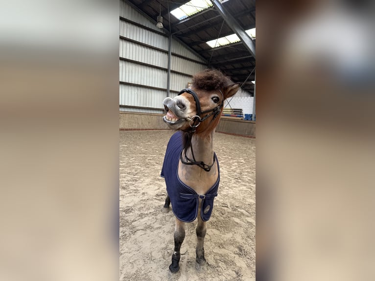 Gotland-Pony Wallach 10 Jahre 125 cm Falbe in Norden
