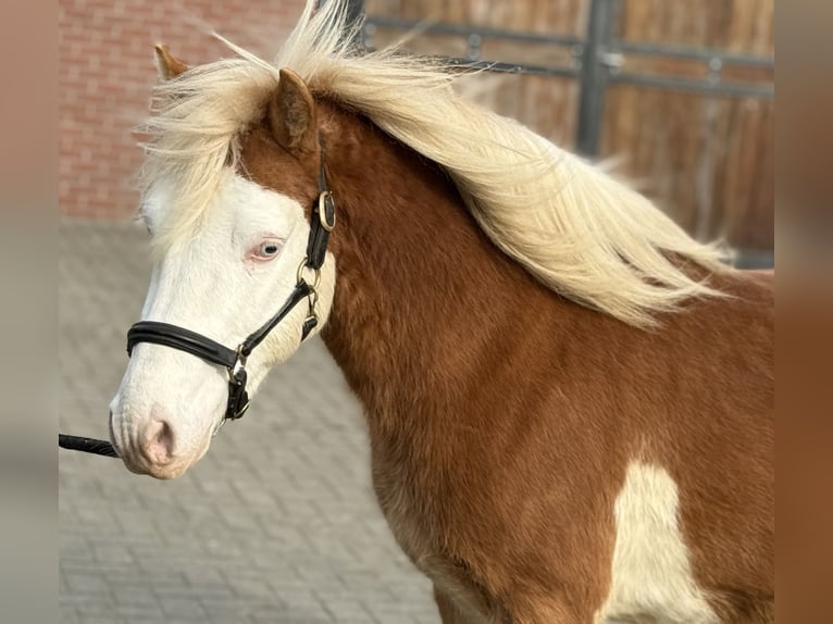 Gotlandpony Hengst 6 Jaar 128 cm Gevlekt-paard in Zieuwent