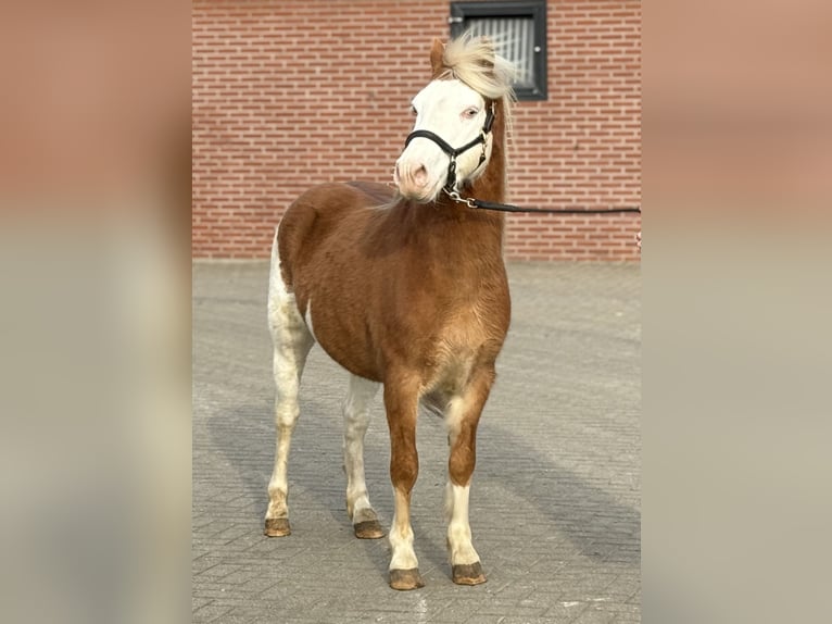 Gotlandpony Hengst 6 Jaar 128 cm Gevlekt-paard in Zieuwent