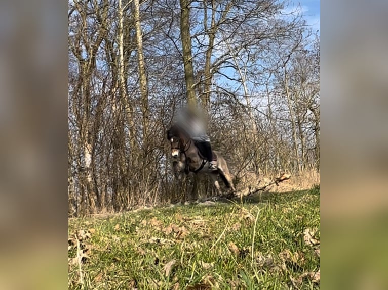 Gotlandpony Ruin 10 Jaar 125 cm Falbe in Norden