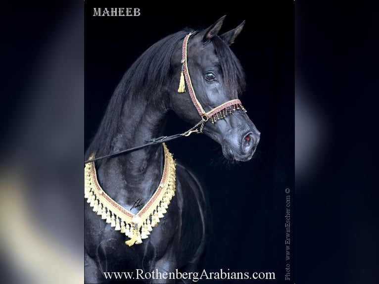 GR Fasin - GOLDprämierter Rapphengst o. Abzeichen Arabo Egiziano Stallone Morello in Monheim