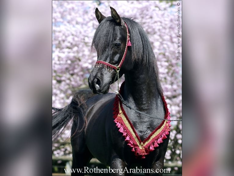 GR Fasin - GOLDprämierter Rapphengst o. Abzeichen Straight Egyptian Stallion Black in Monheim