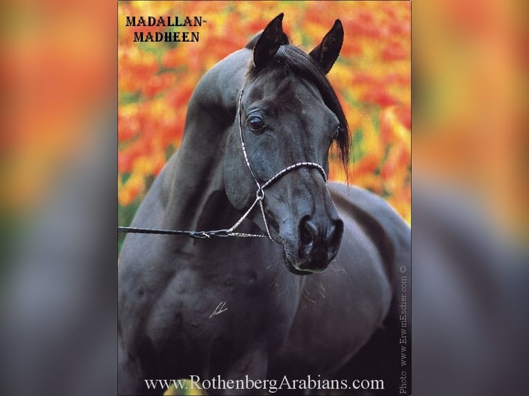 GR Fasin - GOLDprämierter Rapphengst o. Abzeichen Straight Egyptian Stallion Black in Monheim