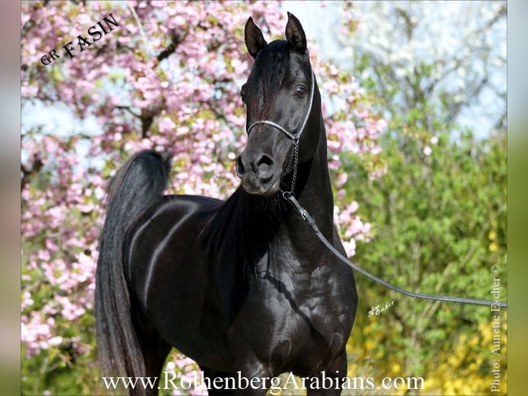 GR Fasin - GOLDprämierter Rapphengst o. Abzeichen Straight Egyptian Stallion Black in Monheim