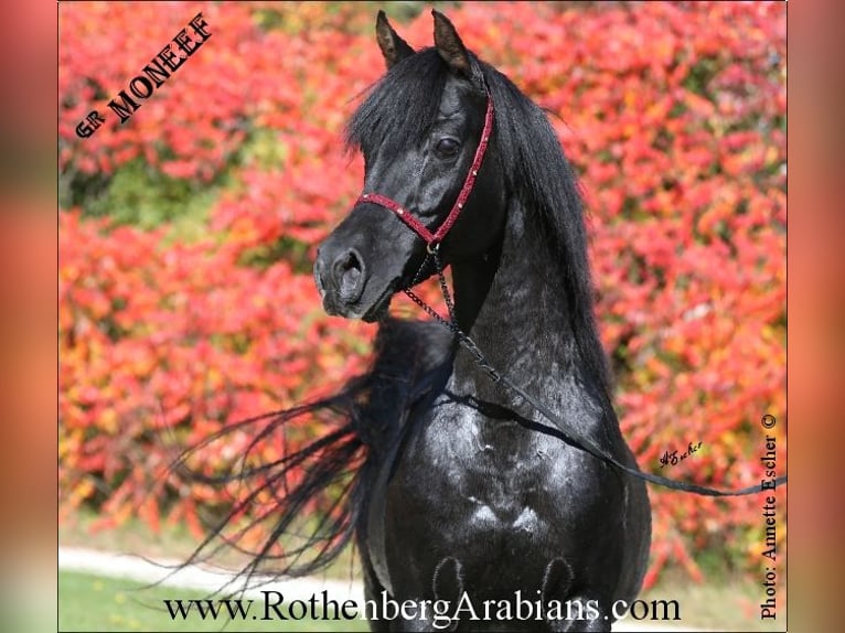 GR Fasin - GOLDprämierter Rapphengst o. Abzeichen Straight Egyptian Stallion Black in Monheim