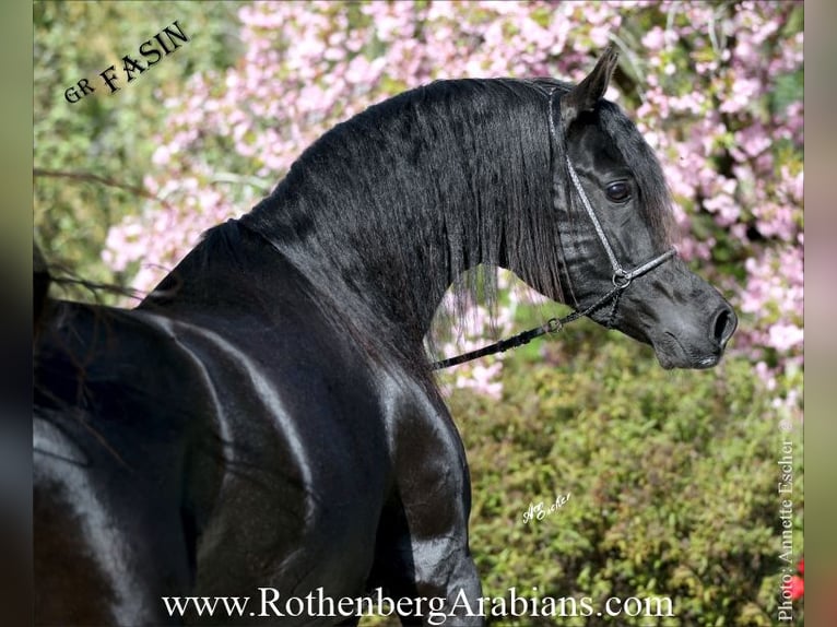 GR Fasin - GOLDprämierter Rapphengst o. Abzeichen Straight Egyptian Stallion Black in Monheim