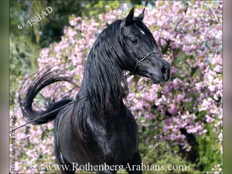 GR Fasin - GOLDprämierter Rapphengst o. Abzeichen Straight Egyptian Stallion Black in Monheim
