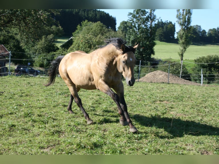 GR GOLD SMOKYTHUNDER American Quarter Horse Ogier Jelenia in Kaltental