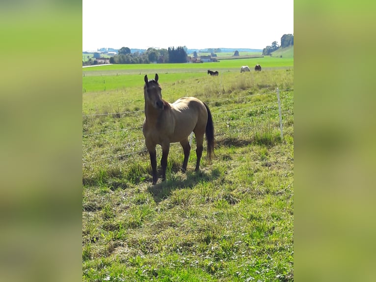GR GOLD SMOKYTHUNDER American Quarter Horse Ogier in Kaltental