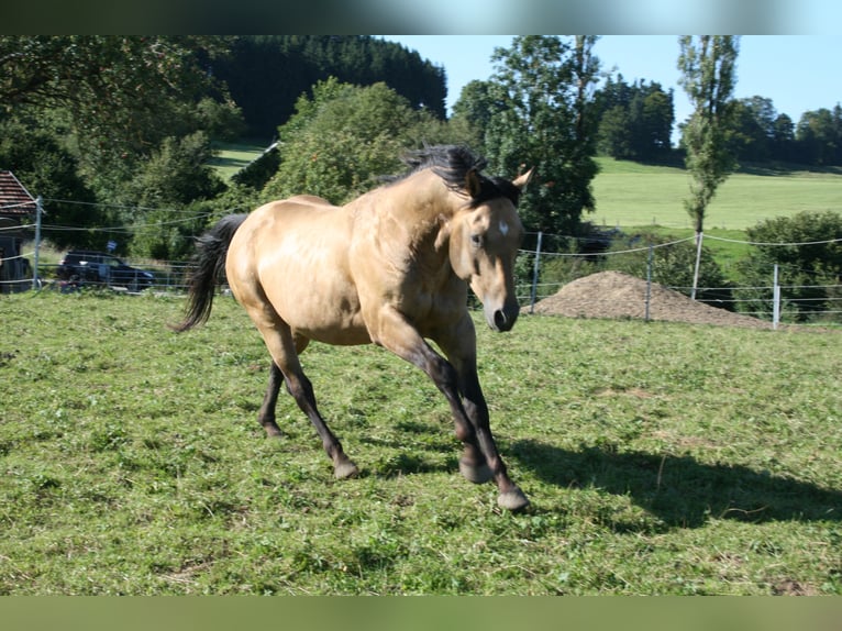 GR GOLD SMOKYTHUNDER American Quarter Horse Ogier in Kaltental