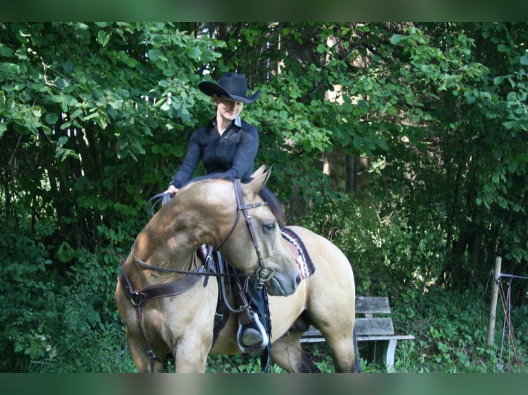 GR GOLD SMOKYTHUNDER American Quarter Horse Ogier in Kaltental