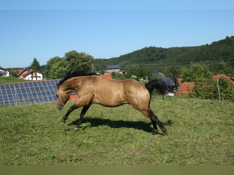 GR GOLD SMOKYTHUNDER American Quarter Horse Stallion in Kaltental