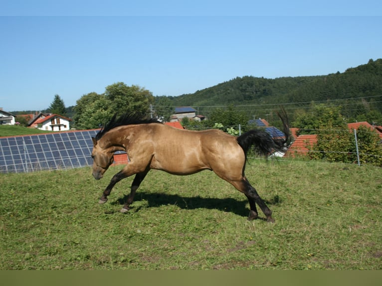 GR GOLD SMOKYTHUNDER Quarter horse américain Étalon Buckskin in Kaltental