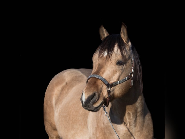 GR GOLD SMOKYTHUNDER Quarterhäst Hingst Gulbrun in Kaltental