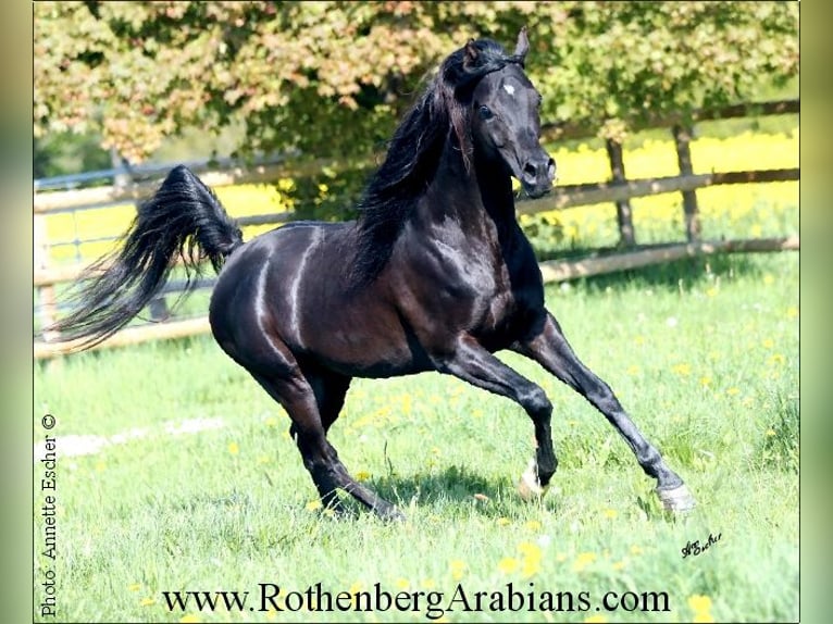 GR ISHAD (goldprämierter reinerbiger Rapphengst) Arabo Egiziano Stallone Morello in Monheim