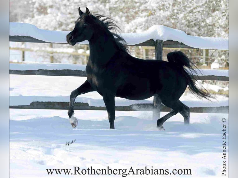 GR ISHAD (goldprämierter reinerbiger Rapphengst) Straight Egyptian Stallion Black in Monheim