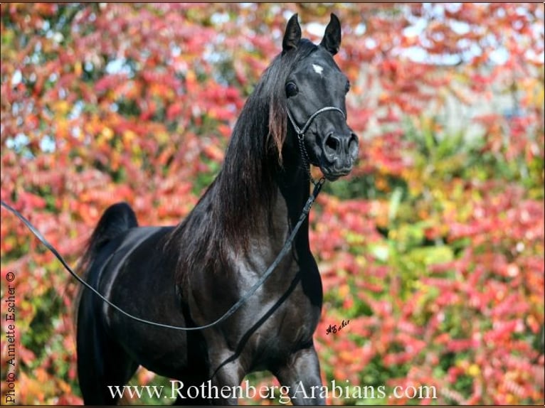 GR ISHAD (goldprämierter reinerbiger Rapphengst) Straight Egyptian Stallion in Monheim