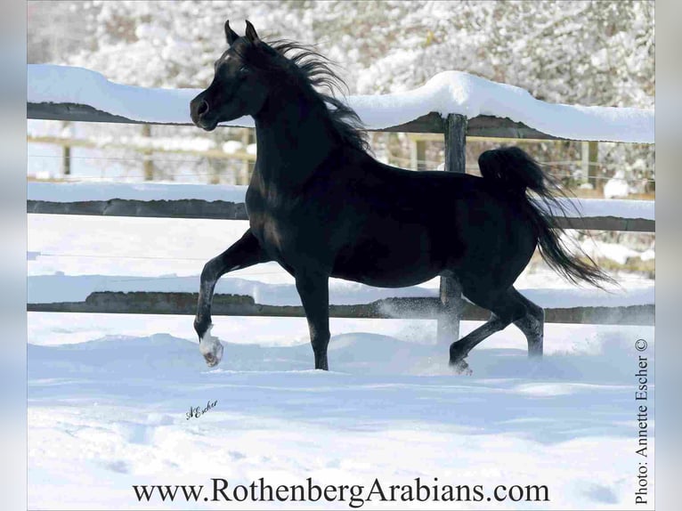 GR ISHAD (goldprämierter reinerbiger Rapphengst) Straight Egyptian Stallion in Monheim