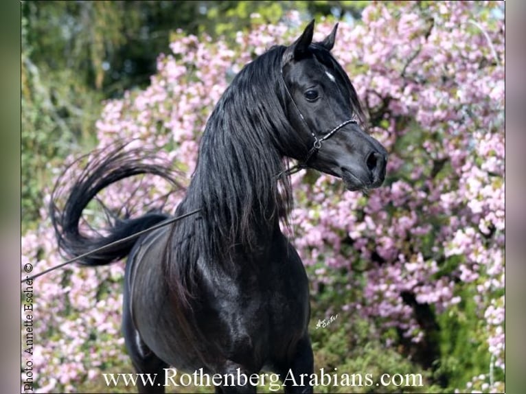 GR ISHAD (goldprämierter reinerbiger Rapphengst) Straight Egyptian Stallion in Monheim