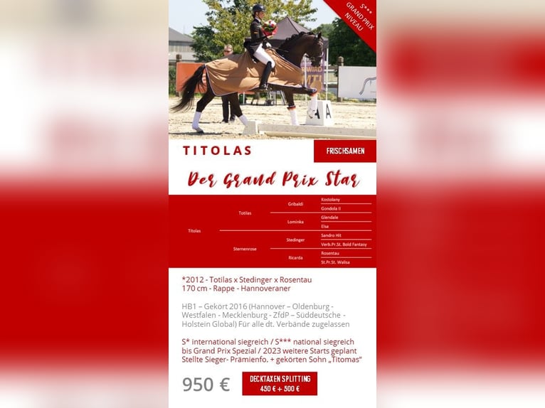 GRANDPRIX DECKHENGST TITOLAS (TOTILAS X STEDINGER) Koń hanowerski Ogier Kara in Dätgen