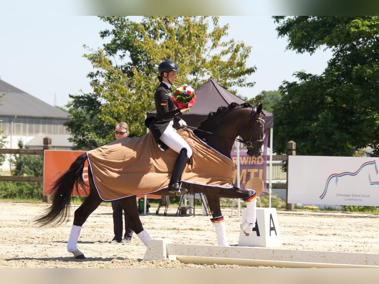 GRANDPRIX DECKHENGST TITOLAS (TOTILAS X STEDINGER) Hannoveraner Hengst in D&#xE4;tgen