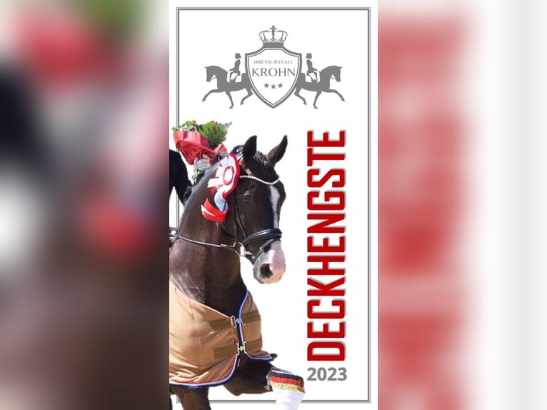 GRANDPRIX DECKHENGST TITOLAS (TOTILAS X STEDINGER) Hannoveraner Hengst in D&#xE4;tgen