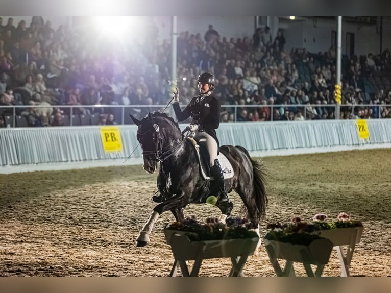 GRANDPRIX DECKHENGST TITOLAS (TOTILAS X STEDINGER) Hannoveraner Hengst in D&#xE4;tgen