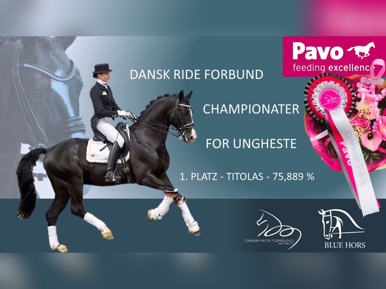 GRANDPRIX DECKHENGST TITOLAS (TOTILAS X STEDINGER) Hannoveraner Hengst in D&#xE4;tgen