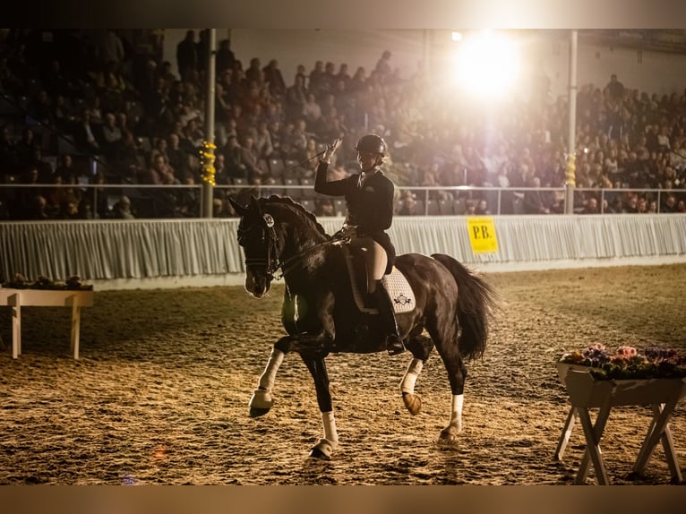 GRANDPRIX DECKHENGST TITOLAS (TOTILAS X STEDINGER) Hannoveraner Hengst in D&#xE4;tgen