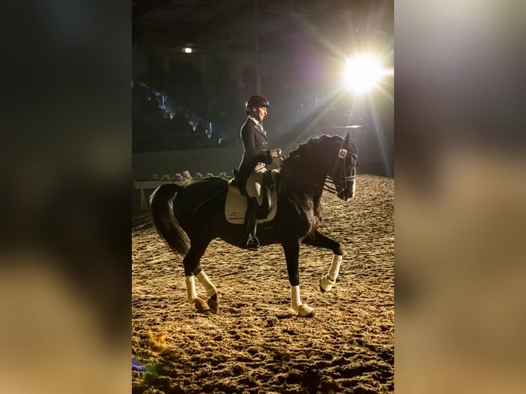 GRANDPRIX DECKHENGST TITOLAS (TOTILAS X STEDINGER) Hannoveraner Hengst in D&#xE4;tgen
