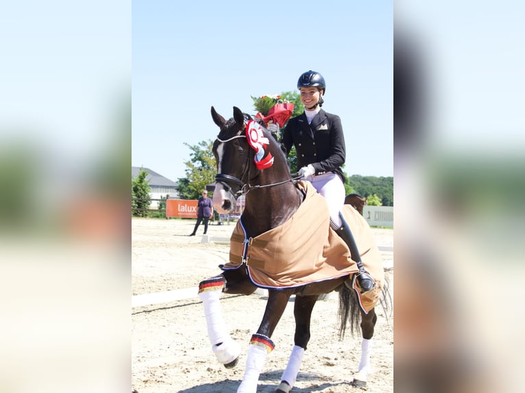 GRANDPRIX DECKHENGST TITOLAS (TOTILAS X STEDINGER) Hannoveraner Hengst in D&#xE4;tgen
