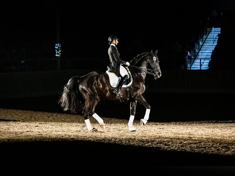 GRANDPRIX DECKHENGST TITOLAS (TOTILAS X STEDINGER) Hannoveraner Hengst in D&#xE4;tgen