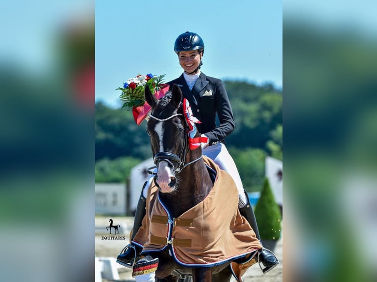 GRANDPRIX DECKHENGST TITOLAS (TOTILAS X STEDINGER) Hanoverian Stallion in D&#xE4;tgen