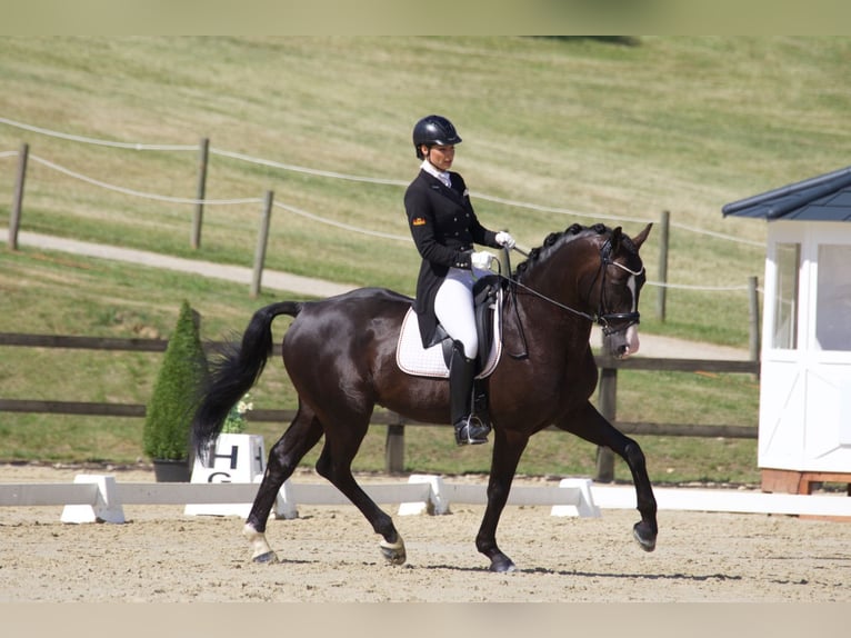 GRANDPRIX DECKHENGST TITOLAS (TOTILAS X STEDINGER) Hanoverian Stallion in D&#xE4;tgen