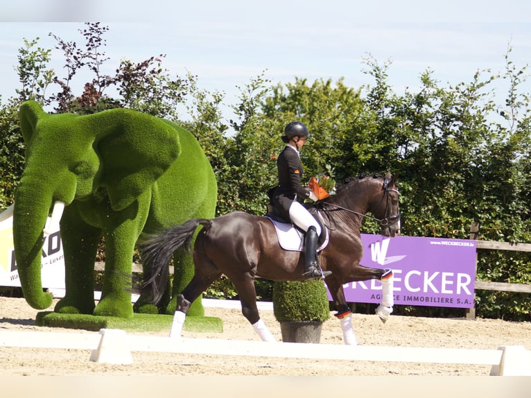 GRANDPRIX DECKHENGST TITOLAS (TOTILAS X STEDINGER) Hanoverian Stallion in D&#xE4;tgen