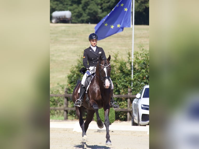 GRANDPRIX DECKHENGST TITOLAS (TOTILAS X STEDINGER) Hanoverian Stallion in D&#xE4;tgen