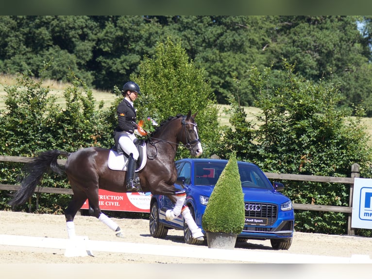 GRANDPRIX DECKHENGST TITOLAS (TOTILAS X STEDINGER) Hanoverian Stallion in D&#xE4;tgen
