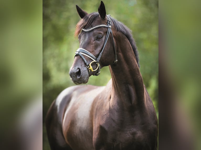 GREY FLANELL KWPN Stallion in Werder