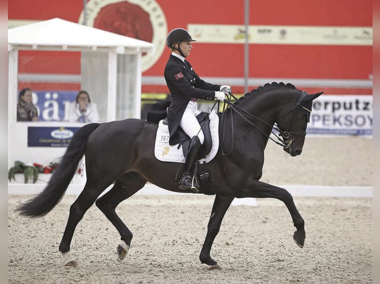 GREY FLANELL KWPN Stallion in Werder