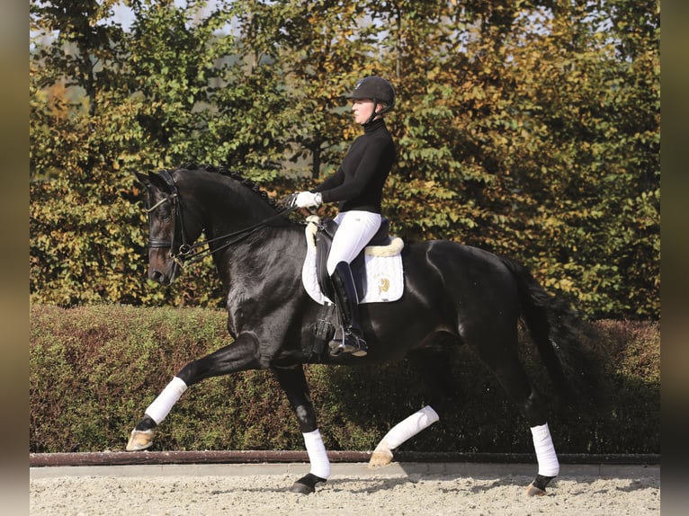 GREY FLANELL KWPN Stallion in Werder