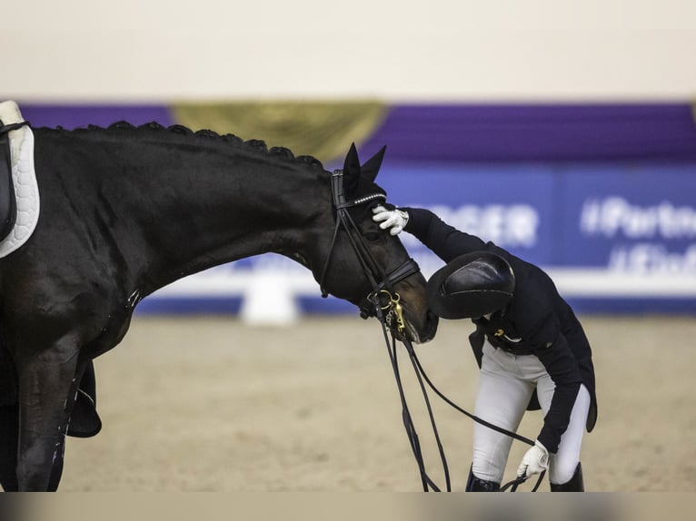 GREY FLANELL KWPN Stallion in Werder