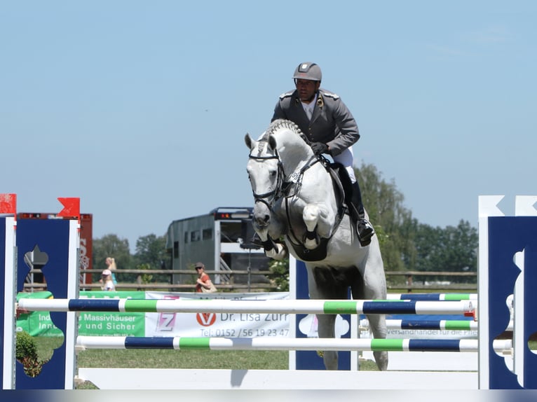 GREY TOP Hanoverian Stallion Gray in Adelheidsdorf