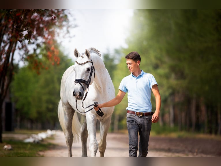 GREY TOP Hanoverian Stallion Grey in Adelheidsdorf